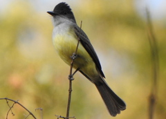 Myiarchus tuberculifer