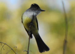 Myiarchus tuberculifer