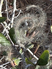 Cercocarpus minutiflorus