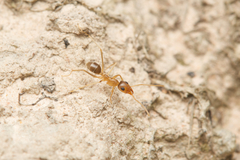 Iridomyrmex