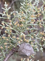 Cupressus nevadensis