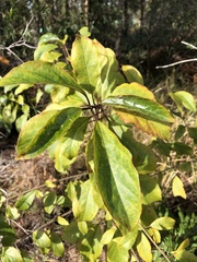 Clerodendrum floribundum
