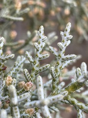 Cupressus nevadensis