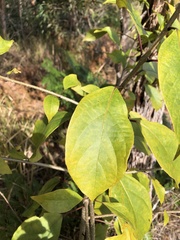 Clerodendrum floribundum