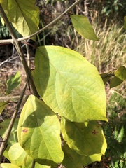 Clerodendrum floribundum