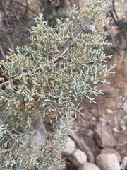 Cupressus nevadensis