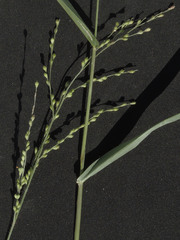 Urochloa arizonica