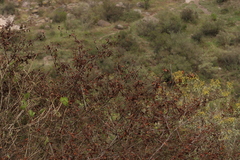 Mimosa aculeaticarpa