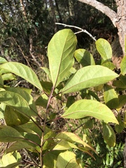 Clerodendrum floribundum