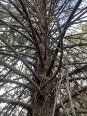 Cupressus nevadensis