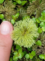 Hypnodendron