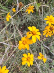 Dyssodia tagetiflora