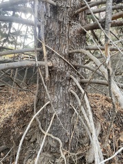 Cupressus nevadensis