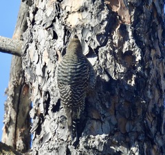 Sphyrapicus thyroideus