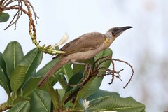 Philemon citreogularis