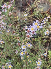 Symphyotrichum dumosum