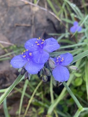 Tradescantia ohiensis