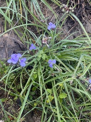 Tradescantia ohiensis