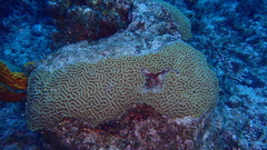 Colpophyllia natans
