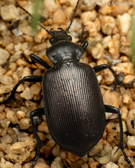 Calosoma vagans