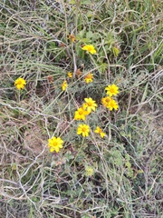 Dyssodia tagetiflora