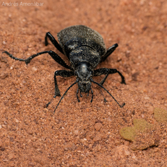 Calosoma vagans