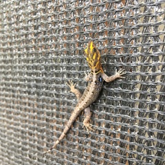Gonatodes caudiscutatus