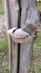 Trametes villosa