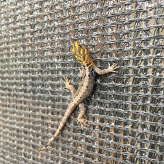 Gonatodes caudiscutatus