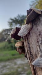 Trametes villosa