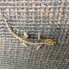Gonatodes caudiscutatus