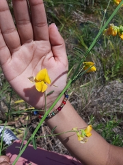 Aeschynomene montevidensis