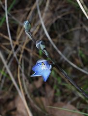 Thelymitra simulata