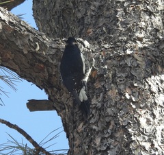 Sphyrapicus thyroideus