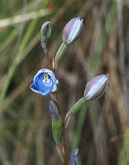 Thelymitra simulata