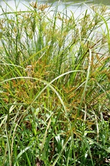 Cyperus exaltatus