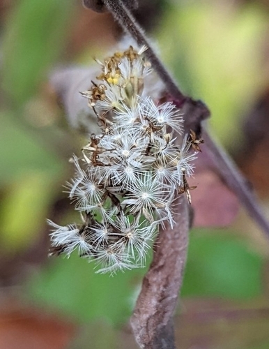 Image of Solidago auriculata by no rights reserved