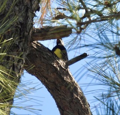 Sphyrapicus thyroideus