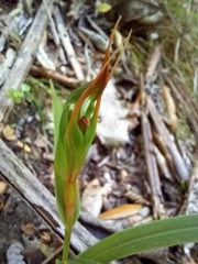 Pterostylis cardiostigma