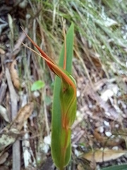 Pterostylis cardiostigma
