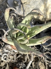 Dudleya edulis