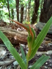Pterostylis cardiostigma