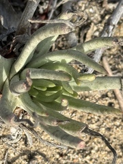 Dudleya edulis