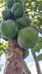 Vasconcellea pubescens