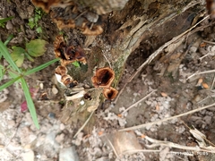 Coltricia cinnamomea