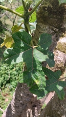 Vasconcellea pubescens