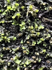 Frullania dilatata