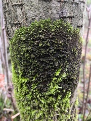 Frullania dilatata