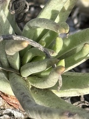Dudleya edulis