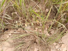 Baccharis trimera